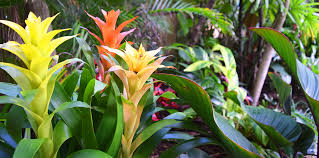 Bromeliads