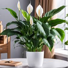 Peace lilly