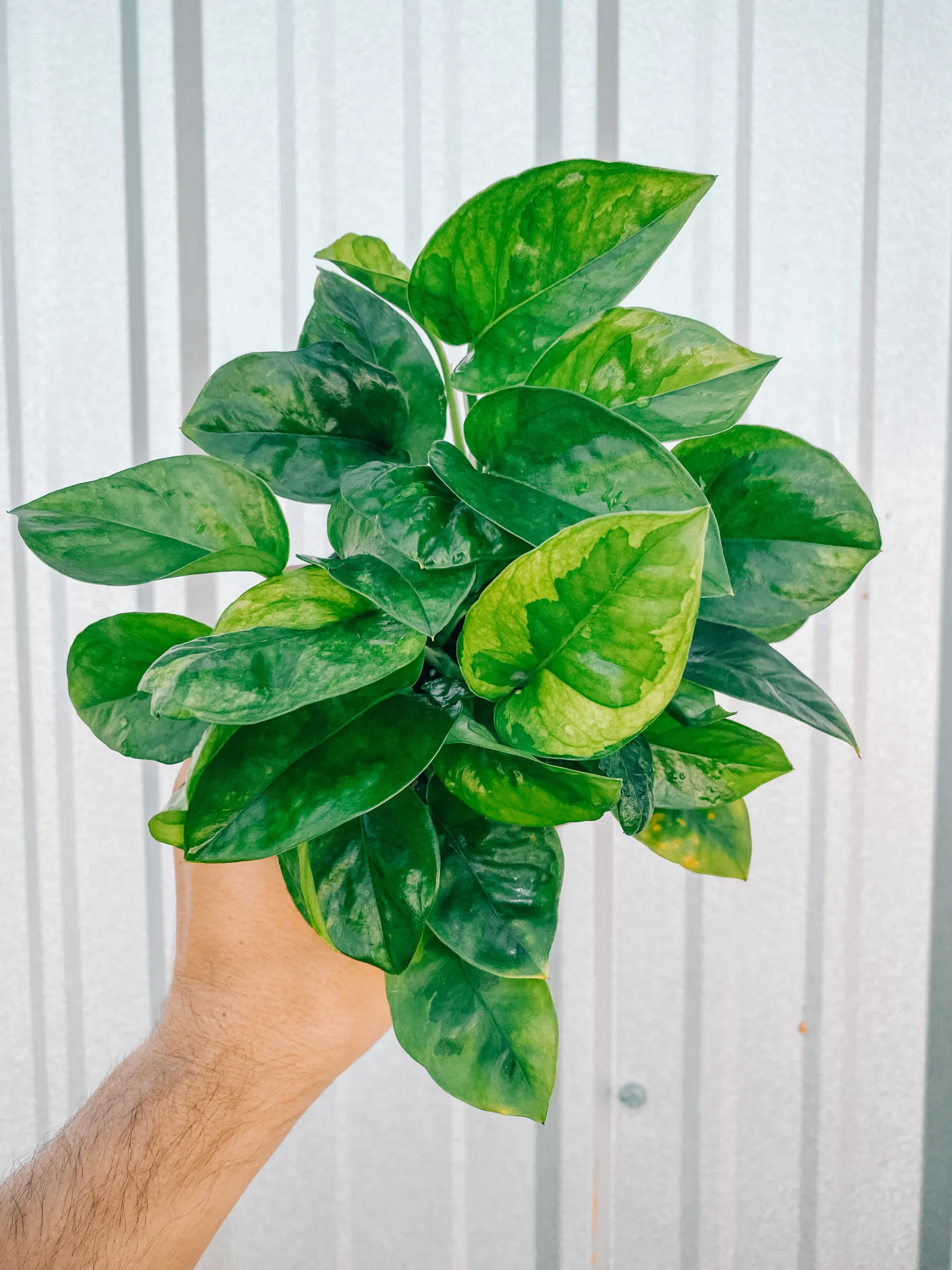 Money plant Pothos