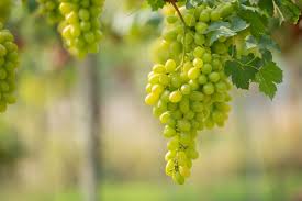 Grapes