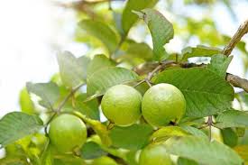 Guava