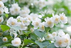 Jasmine
