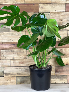 Monstera Deliciosa Plant