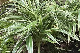 Spider Plant