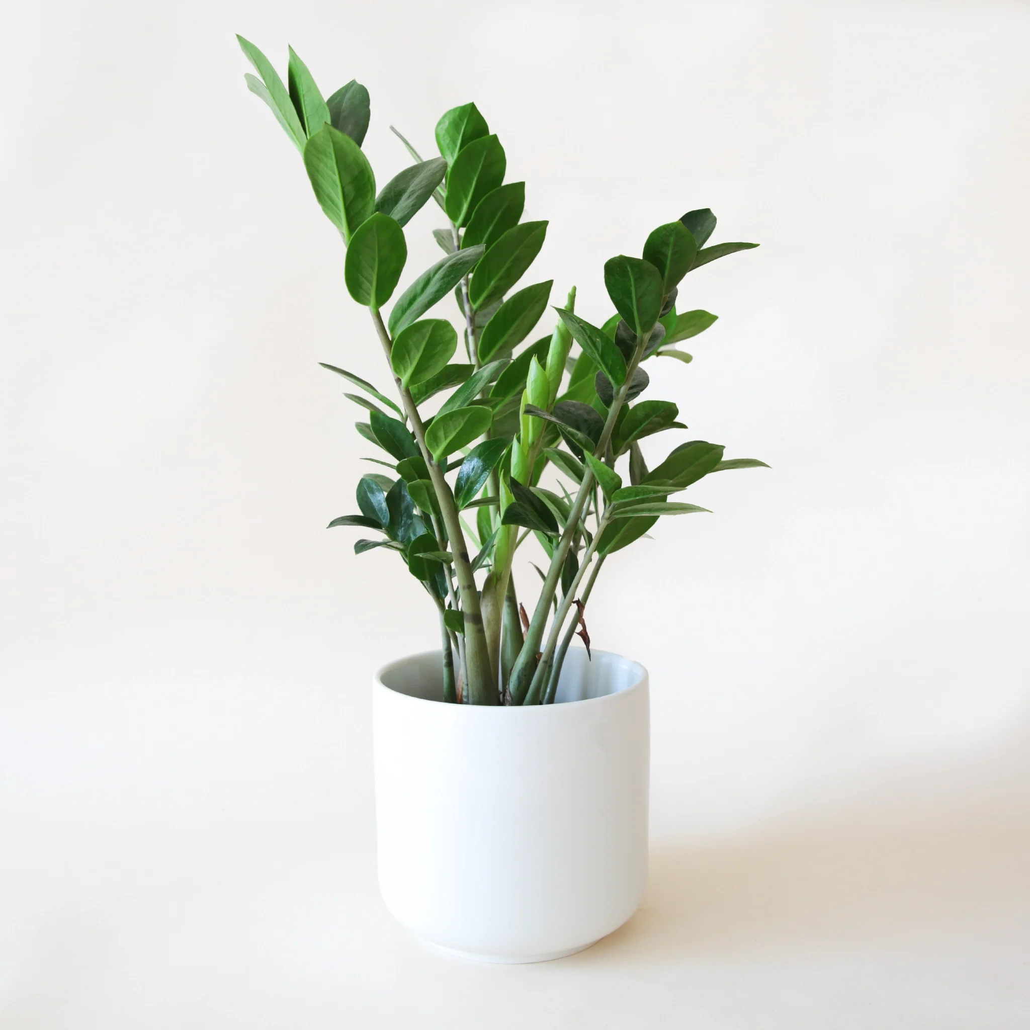 ZZ plant