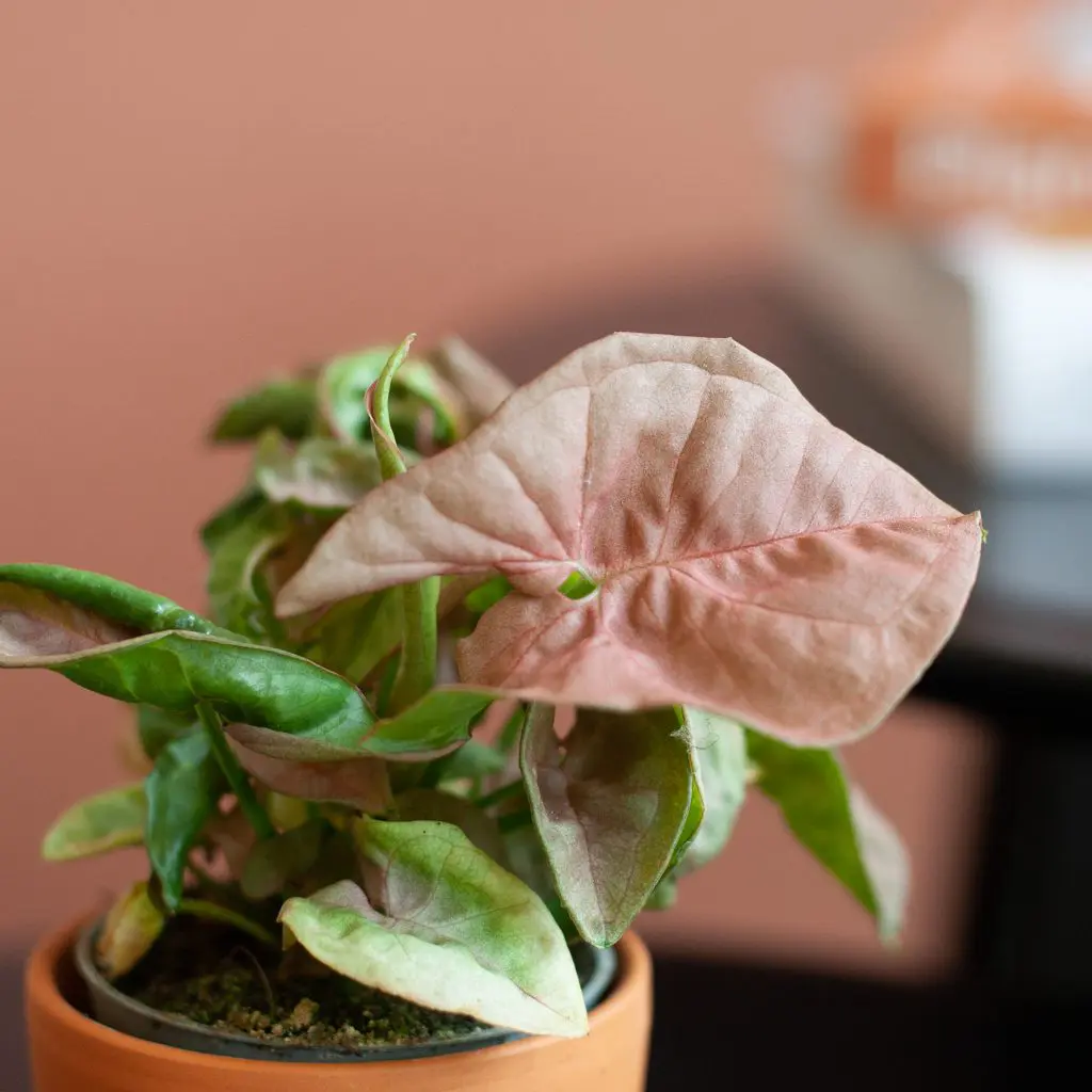 Syngonium(Arrowhead)