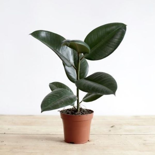 Rubber Plant (Ficus elastica)