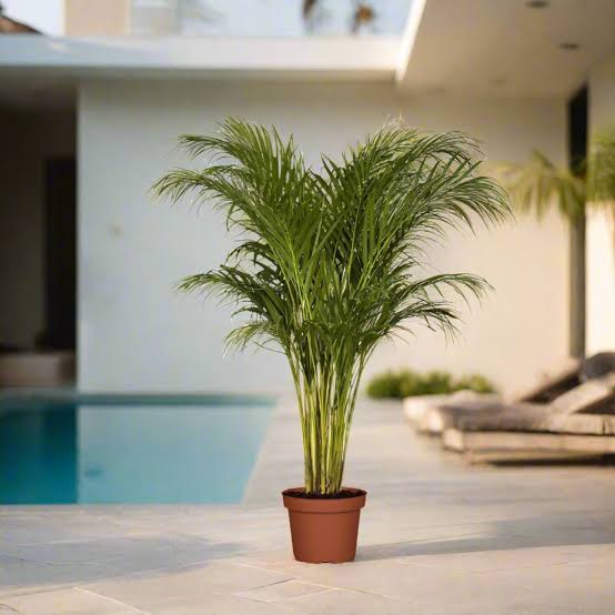 Areca Palm